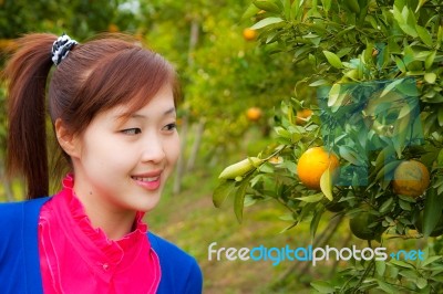 Gardener Girl In Orange Garden, North Of  Thailand Stock Photo