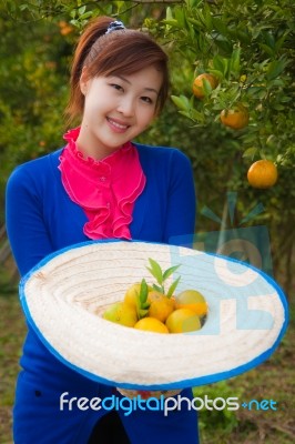 Gardener Girl Picking Fresh Orange Stock Photo