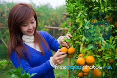 Gardener Girl Picking Fresh Orange Stock Photo