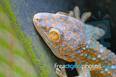 Gecko Lizard Stock Photo