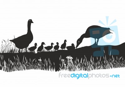 Geese Family On Spring Meadow Stock Image