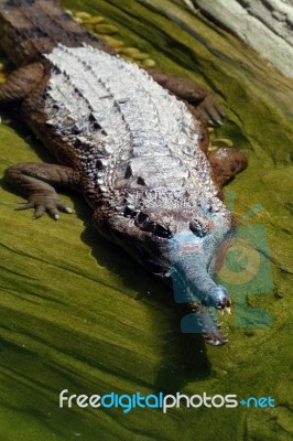 Gharial Stock Photo