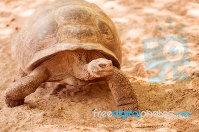 Giant Turtle In Galapagos Stock Photo