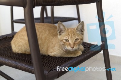 Ginger Kitten Sitting On The Chair Stock Photo