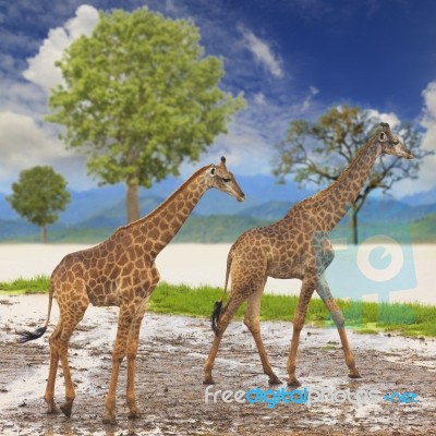 Giraffe Stock Photo