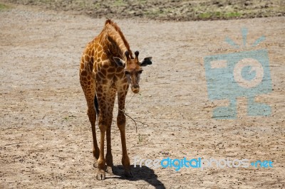 Giraffe Baby Eating In Barren Area Stock Photo
