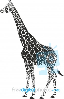 Giraffe Black And White Stock Image