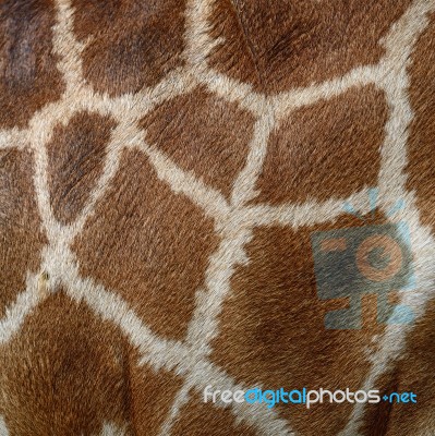 Giraffe Skin Stock Photo