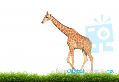 Giraffe With Green Grass Isolated Stock Photo