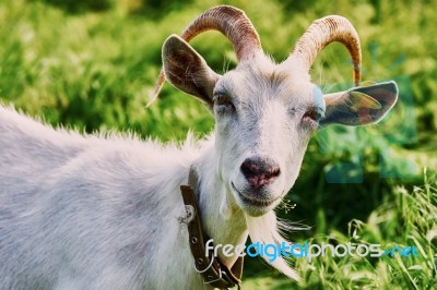 Goat Grazing Stock Photo