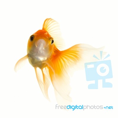 Gold Fish Stock Photo