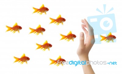 Gold Fishes Stock Image