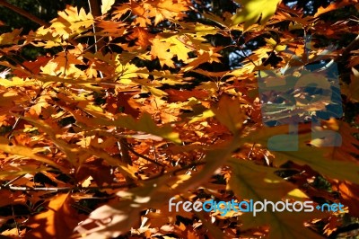 Golden Leaves Stock Photo