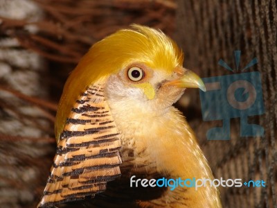 Golden Pheasant Stock Photo