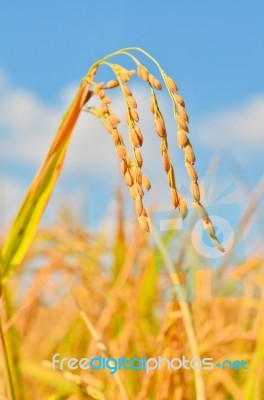 Golden Rice Field Stock Photo