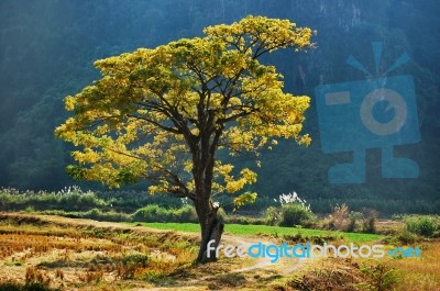 Golden  Tree Stock Photo