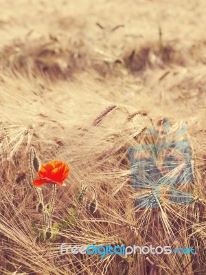 Golden Wheat Field With Poppy Flowers Stock Photo