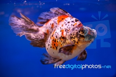 Goldfish Stock Photo