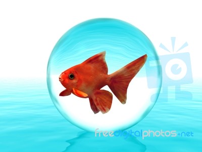 Goldfish In A Drop Stock Image Goldfish In A Drop Stock Image