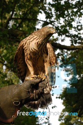 Goshawk On Glove Stock Photo