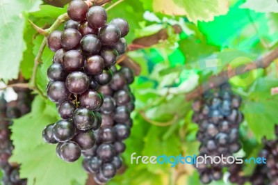 Grape Clusters Stock Photo