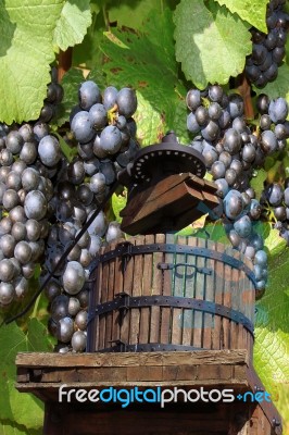 Grape-gathering Stock Photo Grape-gathering Stock Photo