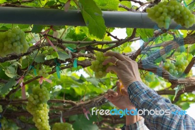 Grape Harvesting Stock Photo