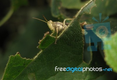 Grashopper Eating Leaf Stock Photo