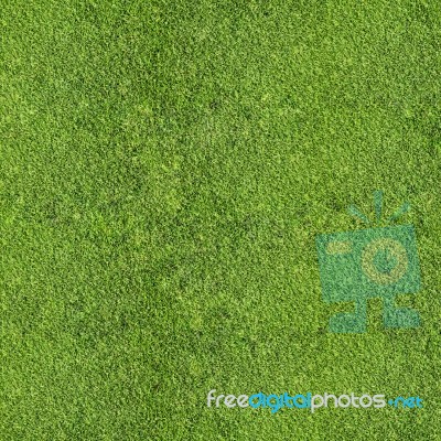 Grass Stock Photo