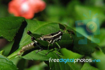 Grasshoper On A Leaf Stock Photo