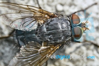 Gray Fly View From Above Stock Photo