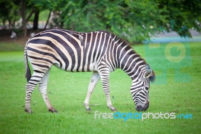 Grazing Zebra Stock Photo