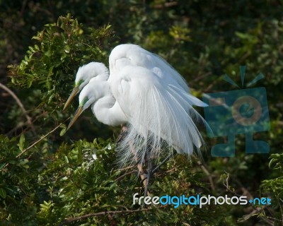  Great White Egrets Stock Photo