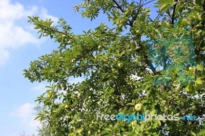 Green Apples On Tree Stock Photo