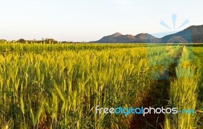 Green Barley Field Stock Photo