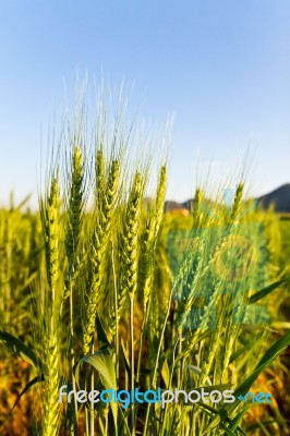 Green Barley Field On A Sunny Day Stock Photo