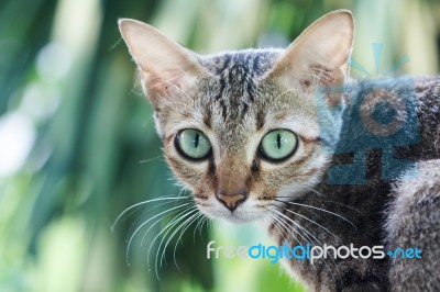 Green Eye Cat Stock Photo