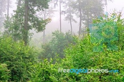 Green Forest Stock Photo