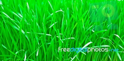 Green Fresh Young Wheat Close Up Stock Photo
