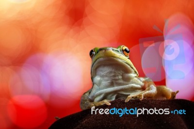 Green Frog With A Beautiful Backdrop Stock Photo