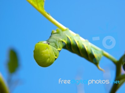 Green Fruitworm Stock Photo