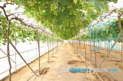 Green Grape Farm Under Plastic Cover Greenhouse Stock Photo