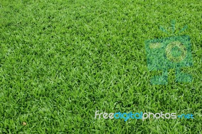 Green Grass Stock Photo