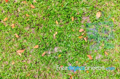 Green Grass And Dry Leaves On Ground Stock Photo
