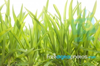 Green Grass In A Spring Field Stock Photo