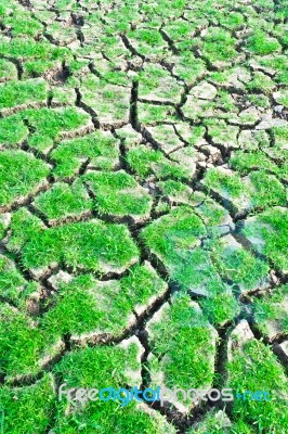 Green Grass On Cracked Earth Stock Photo