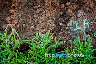 Green Grass With Earth Stock Photo