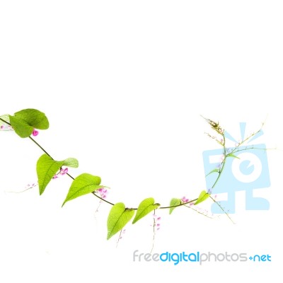 Green Ivy With Pink Blossoms Stock Photo