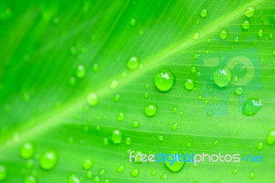 Green Leaf Stock Photo