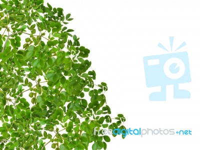 Green Leaf For Background Stock Photo